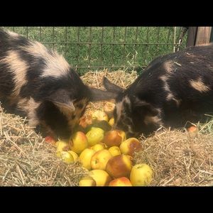 Meet your Posher, Christie